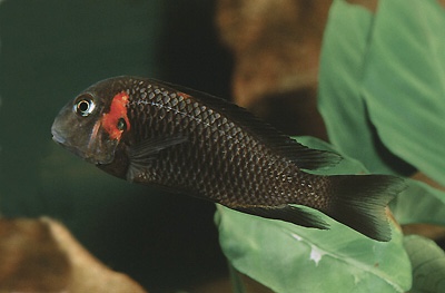 Tropheus sp. 'black' Caramba